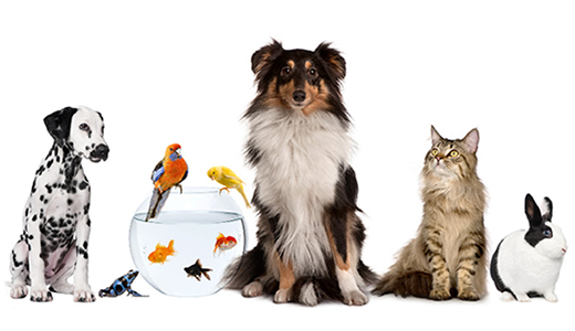 Mijn Dierenkliniek – Leiden